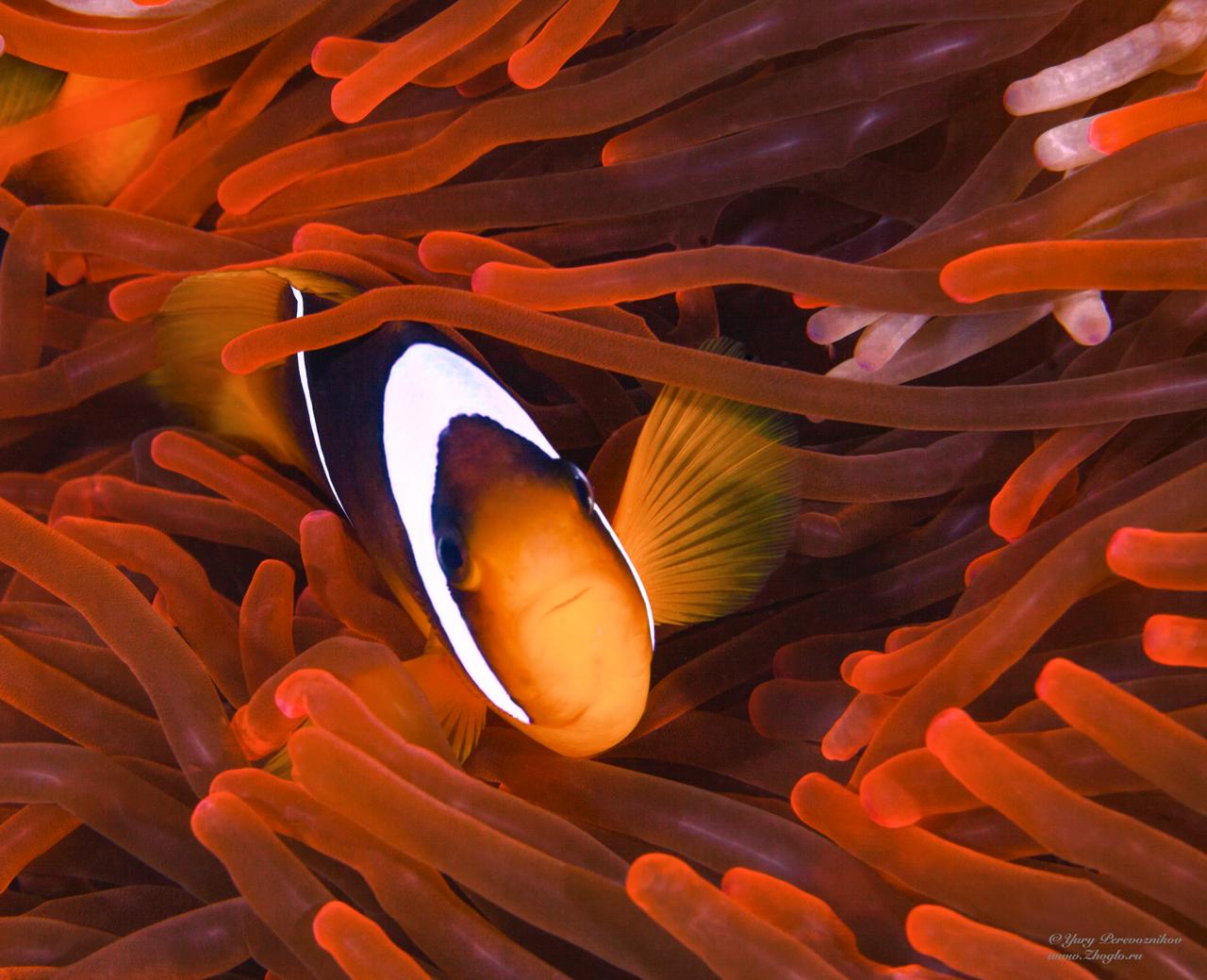 Open Water Diver