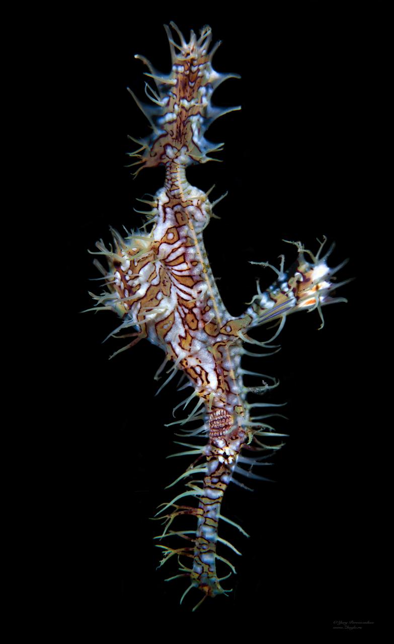 Divemaster