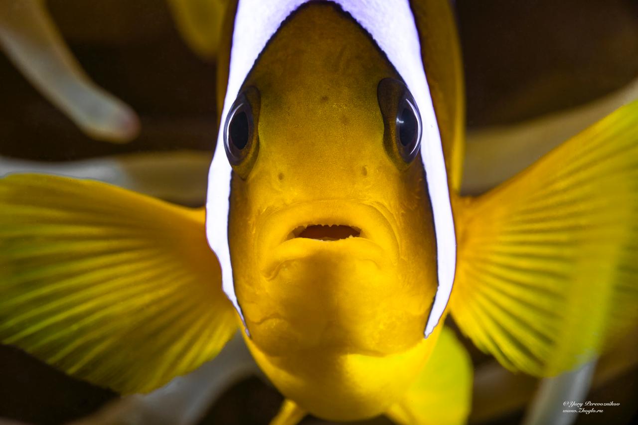 Sharm el-Sheikh