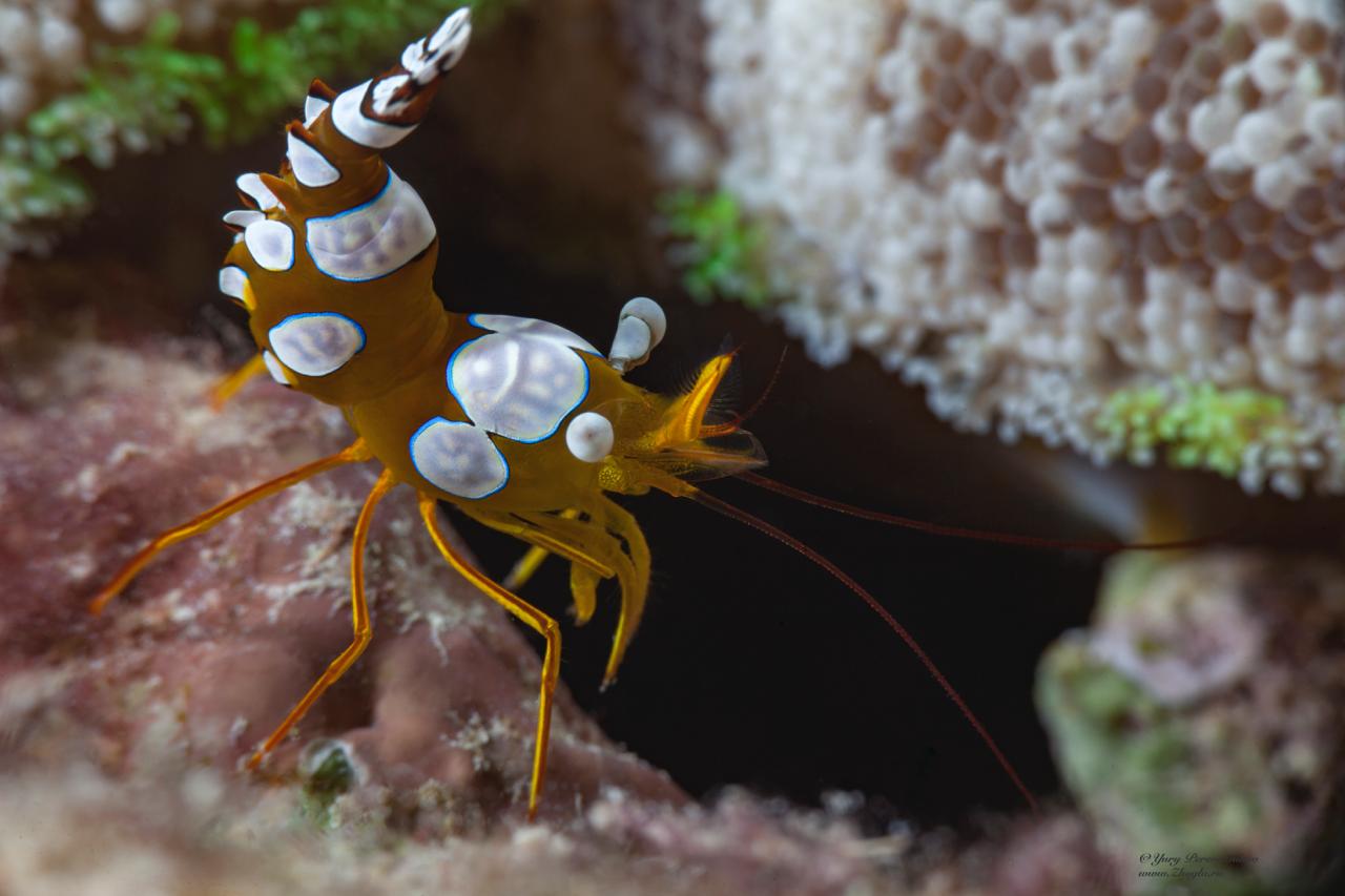 PADI Divemaster